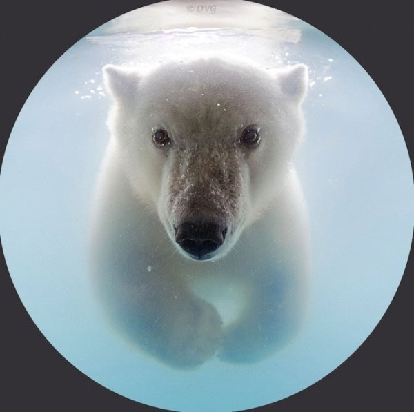 Picture 6 of Photo of polar bear swimming in ice lake