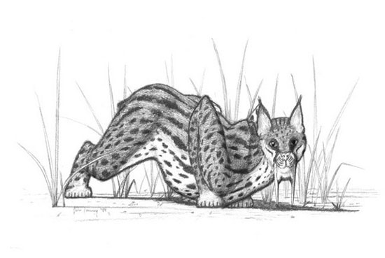 Picture 12 of Photo reconstruction of extinct animals