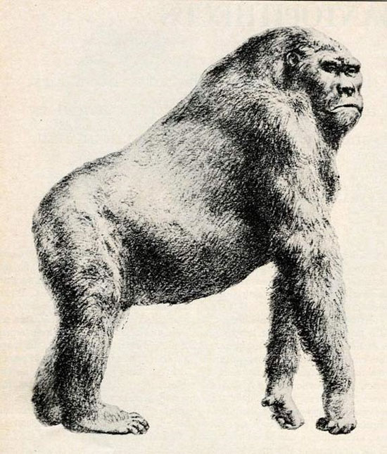 Picture 8 of Photo reconstruction of extinct animals