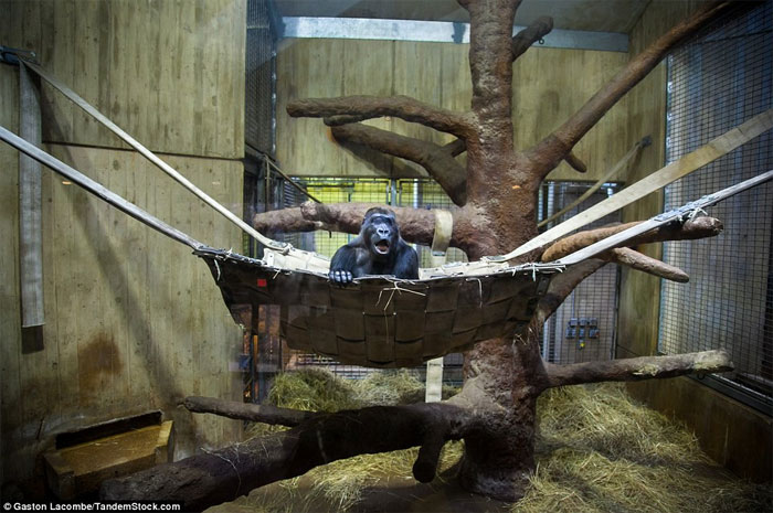 Picture 1 of Photographs raise controversy over animal conservation