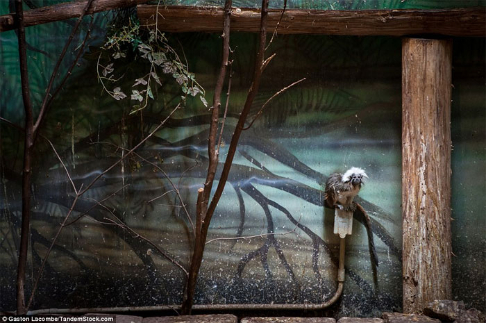 Picture 10 of Photographs raise controversy over animal conservation