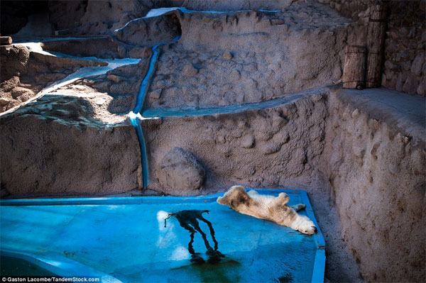 Picture 2 of Photographs raise controversy over animal conservation
