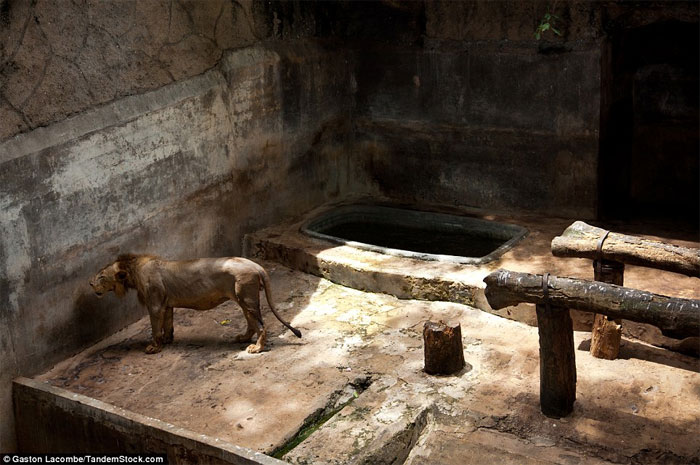 Picture 3 of Photographs raise controversy over animal conservation