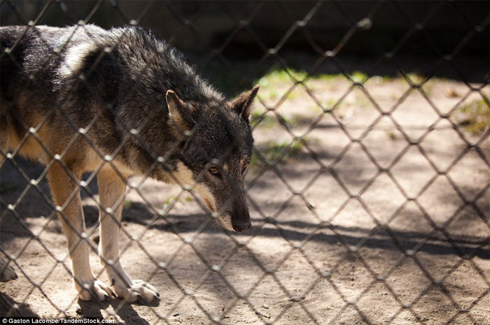 Picture 4 of Photographs raise controversy over animal conservation