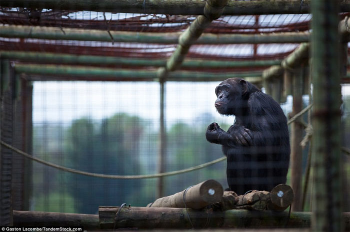 Picture 5 of Photographs raise controversy over animal conservation