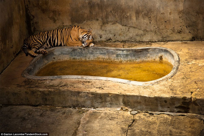 Picture 6 of Photographs raise controversy over animal conservation
