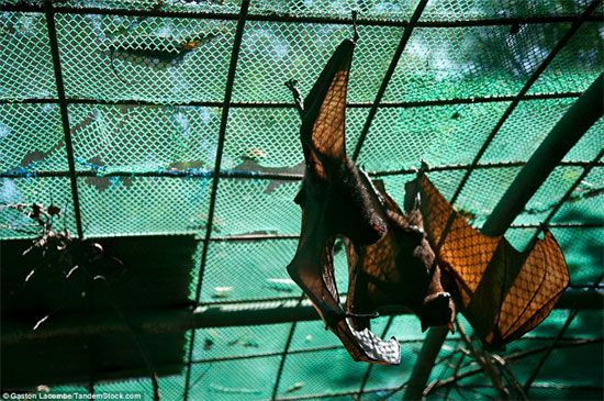 Picture 7 of Photographs raise controversy over animal conservation
