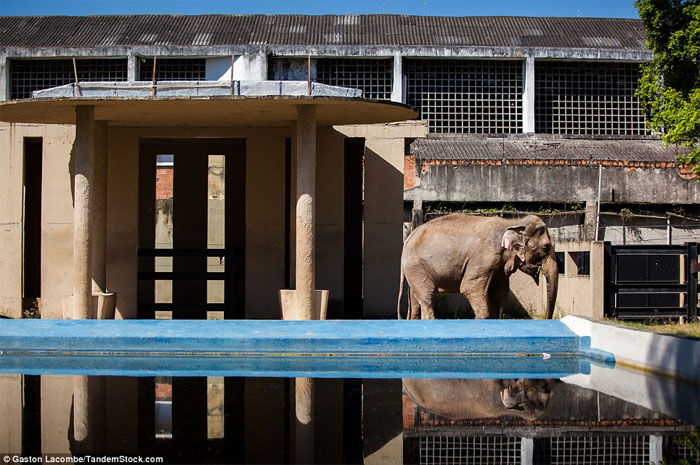 Picture 8 of Photographs raise controversy over animal conservation