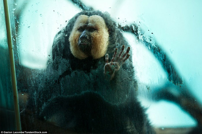Picture 9 of Photographs raise controversy over animal conservation