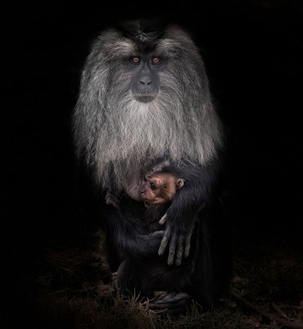 Photography: 'Talking eyes' of wild animals images 4