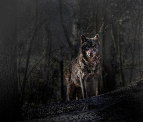 Photography: 'Talking eyes' of wild animals images 5