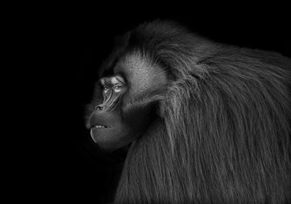 Photography: 'Talking eyes' of wild animals images 6