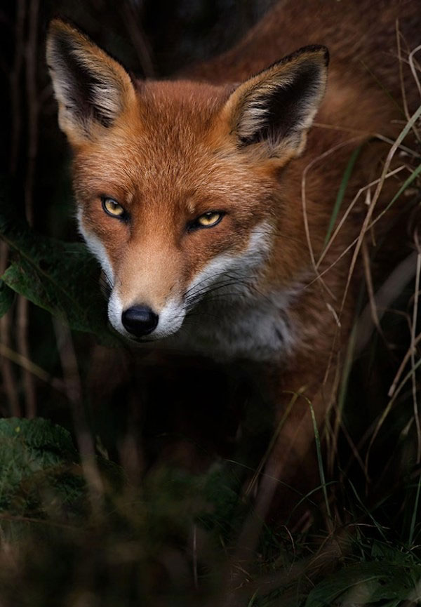 Photography: 'Talking eyes' of wild animals images 7
