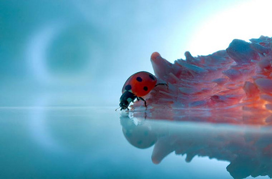 Picture 1 of Photos are hard to believe about tiny creatures