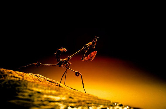Picture 10 of Photos are hard to believe about tiny creatures