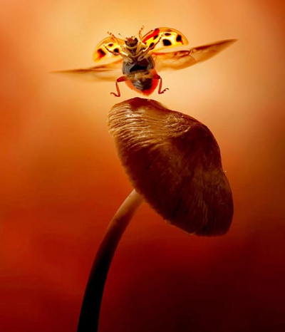 Picture 2 of Photos are hard to believe about tiny creatures