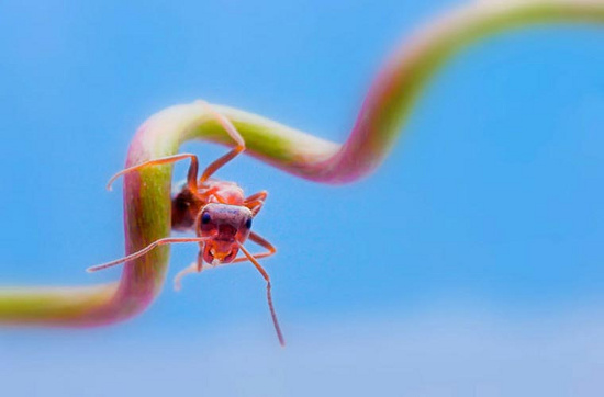 Picture 3 of Photos are hard to believe about tiny creatures