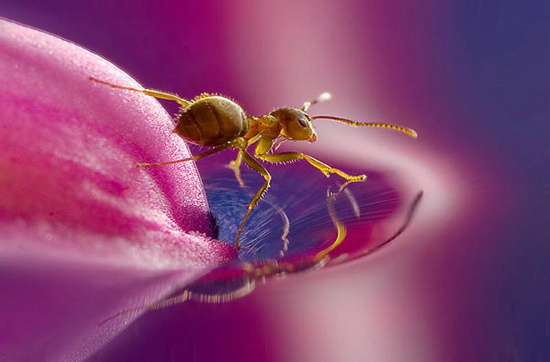 Picture 4 of Photos are hard to believe about tiny creatures