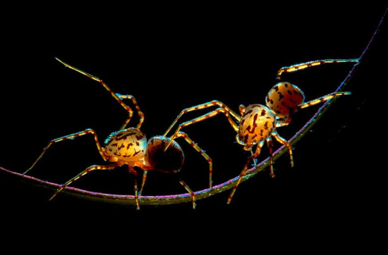 Picture 6 of Photos are hard to believe about tiny creatures