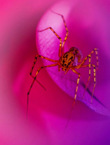 Picture 7 of Photos are hard to believe about tiny creatures