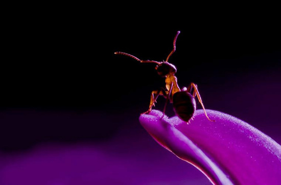 Picture 8 of Photos are hard to believe about tiny creatures