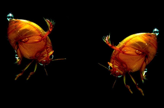 Picture 9 of Photos are hard to believe about tiny creatures