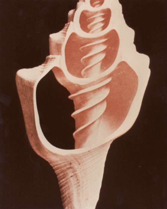 Picture 10 of Photos in the gold disc of spacecraft sending aliens