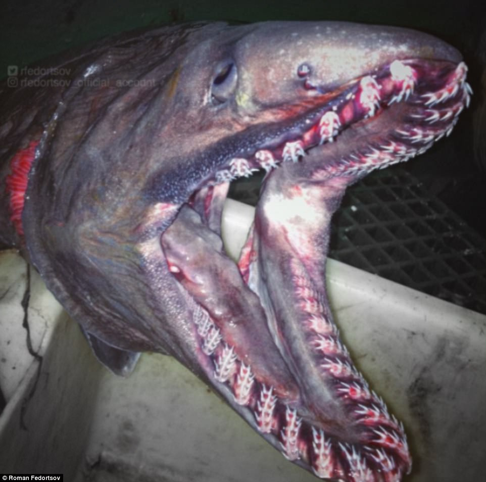 Picture 1 of Photos of 'alien monsters' under the sea have returned and horror than before