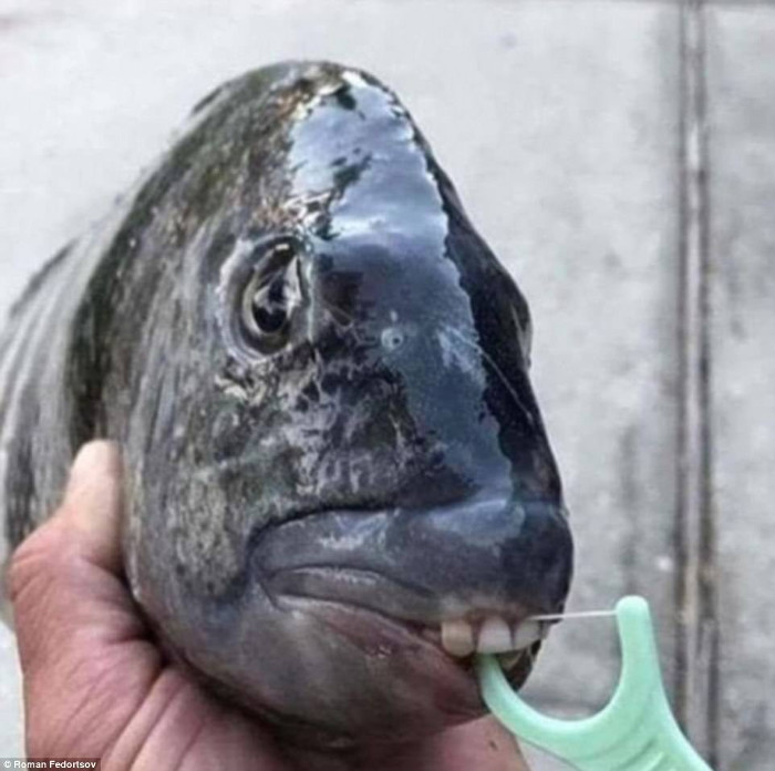Picture 10 of Photos of 'alien monsters' under the sea have returned and horror than before