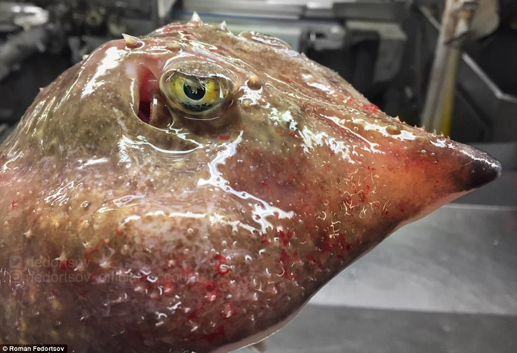 Picture 11 of Photos of 'alien monsters' under the sea have returned and horror than before