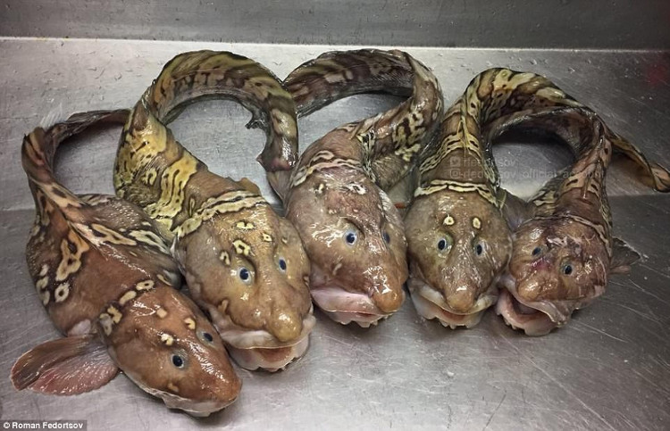 Picture 12 of Photos of 'alien monsters' under the sea have returned and horror than before