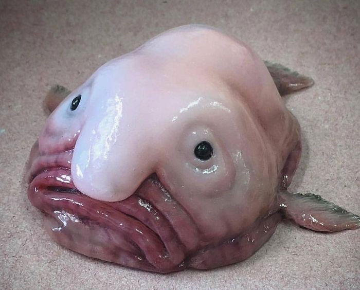 Picture 13 of Photos of 'alien monsters' under the sea have returned and horror than before