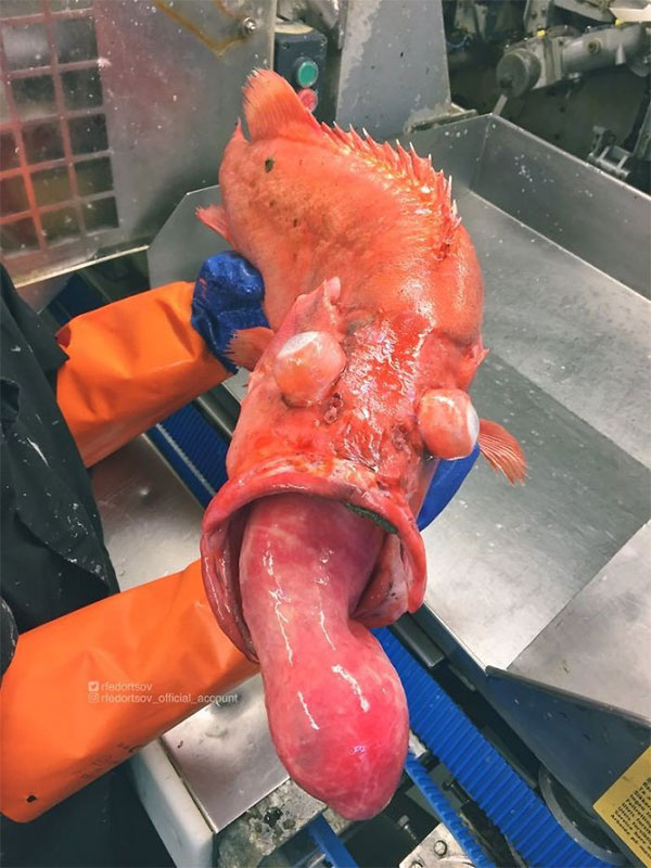 Picture 15 of Photos of 'alien monsters' under the sea have returned and horror than before