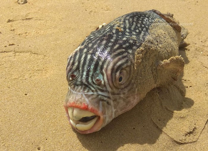 Picture 16 of Photos of 'alien monsters' under the sea have returned and horror than before