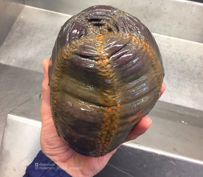 Picture 18 of Photos of 'alien monsters' under the sea have returned and horror than before