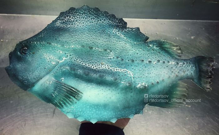 Picture 19 of Photos of 'alien monsters' under the sea have returned and horror than before
