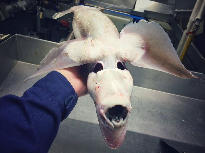 Picture 20 of Photos of 'alien monsters' under the sea have returned and horror than before