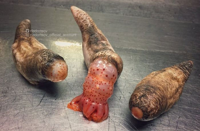 Picture 21 of Photos of 'alien monsters' under the sea have returned and horror than before