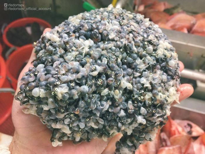Picture 22 of Photos of 'alien monsters' under the sea have returned and horror than before