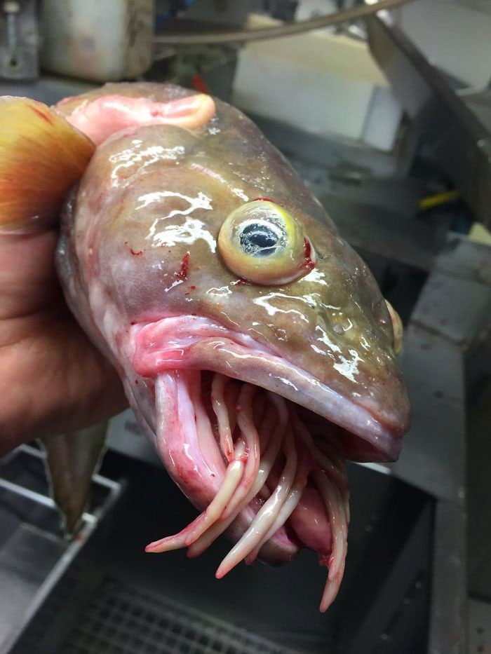Picture 23 of Photos of 'alien monsters' under the sea have returned and horror than before