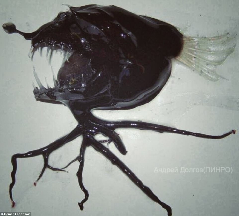 Picture 3 of Photos of 'alien monsters' under the sea have returned and horror than before