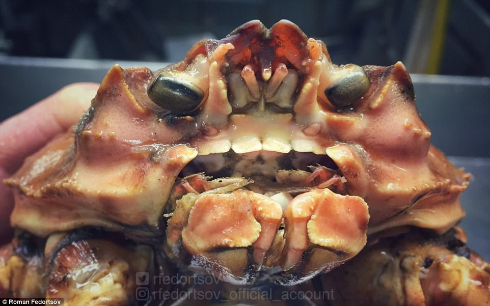 Picture 4 of Photos of 'alien monsters' under the sea have returned and horror than before