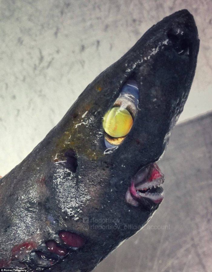 Picture 7 of Photos of 'alien monsters' under the sea have returned and horror than before