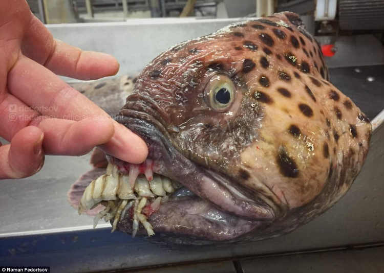 Picture 8 of Photos of 'alien monsters' under the sea have returned and horror than before