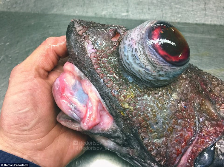 Picture 9 of Photos of 'alien monsters' under the sea have returned and horror than before