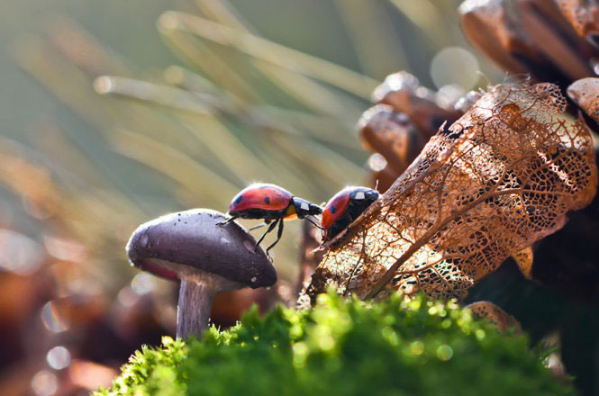 Picture 11 of Photos of beautiful mushrooms in nature