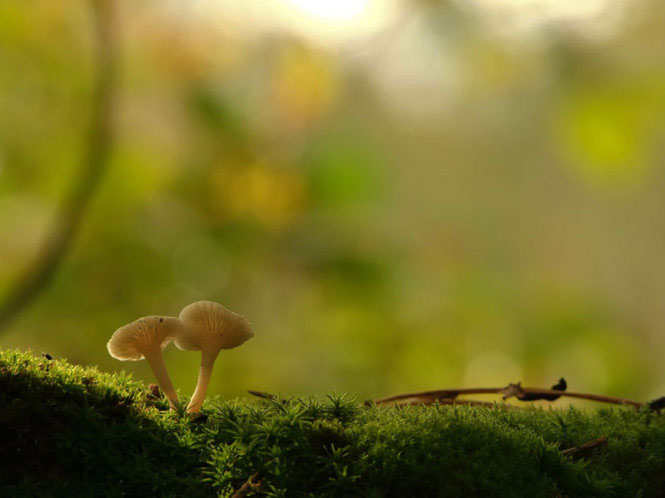 Picture 12 of Photos of beautiful mushrooms in nature