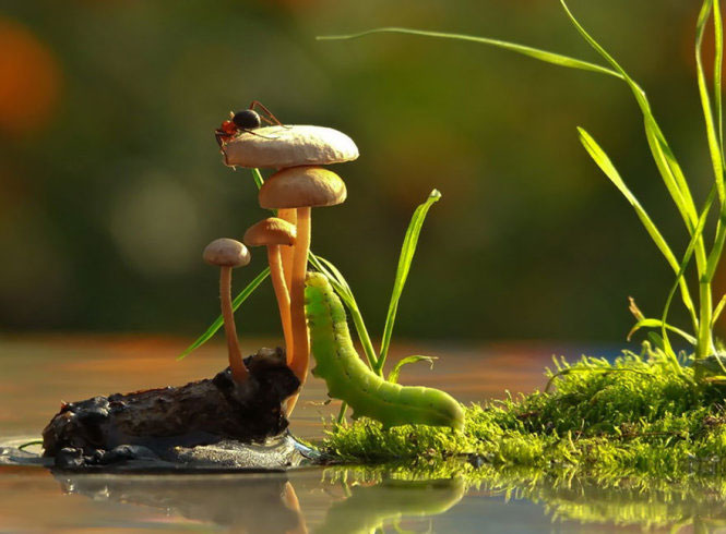 Picture 13 of Photos of beautiful mushrooms in nature