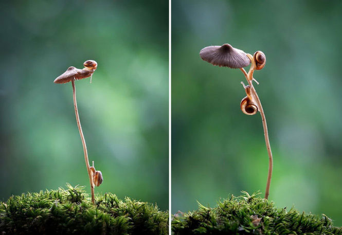 Picture 14 of Photos of beautiful mushrooms in nature