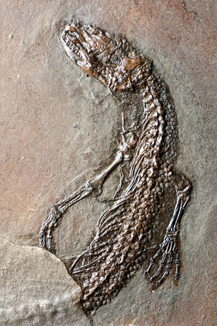 Picture 3 of Photos of fossils in the Messel Pit area